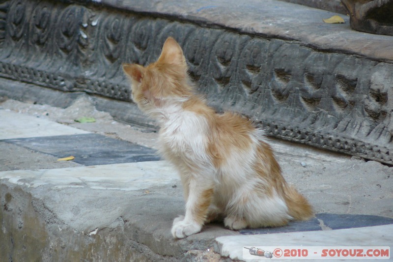 Zanzibar - Stone Town - Kitten
Mots-clés: patrimoine unesco animals chat