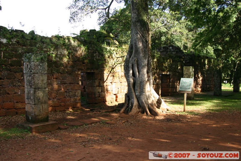 San Ignacio - Ruines Mission San Ignacio - Arbol con corazon de piedra
