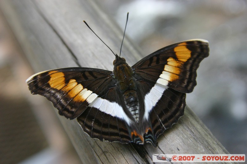 Cataratas del Iguazu - Mariposa (papillon)
Mots-clés: papillon animals