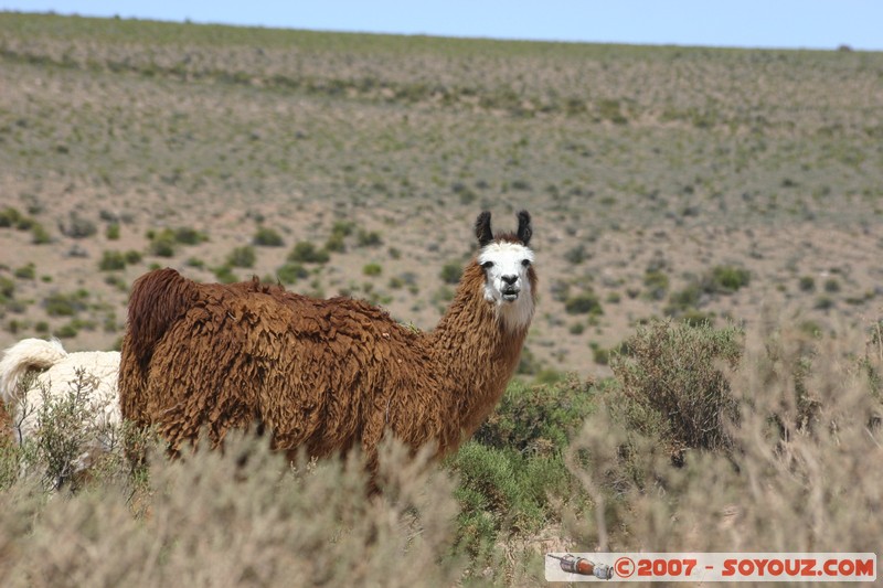 Ruta 51 - Quebrada del Toro - Lama
Mots-clés: animals Lama