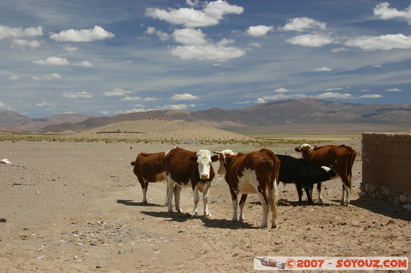 Tres Morros - vaches
Mots-clés: animals vaches