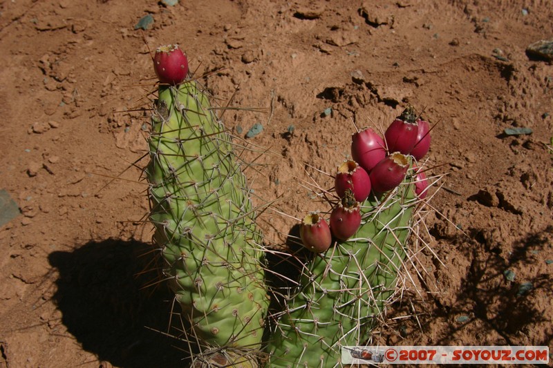 Purmamarca - Paseo de Los Colorados - cactus en fleurs
