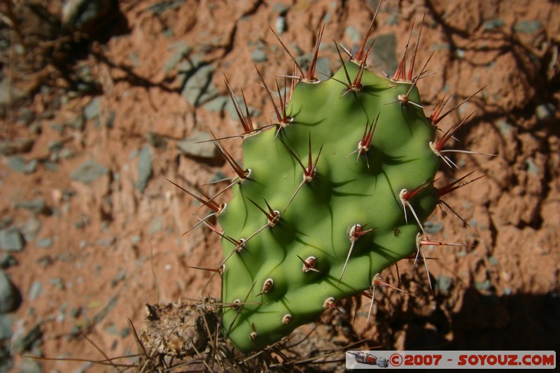 Purmamarca - Paseo de Los Colorados - cactus
