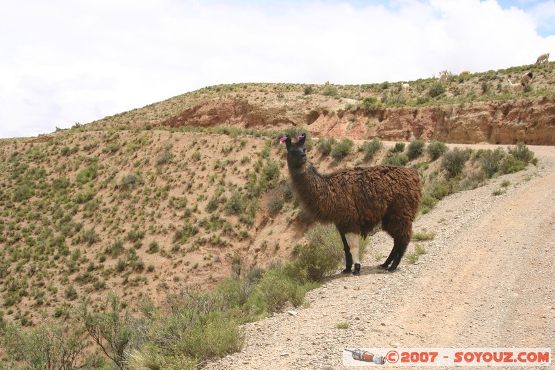El Sillar - Lama
Mots-clés: animals Lama