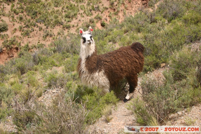 El Sillar - Lama
Mots-clés: animals Lama