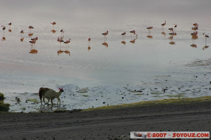 Laguna Colorada - Flamands Roses et Lama
Mots-clés: animals flamand rose
