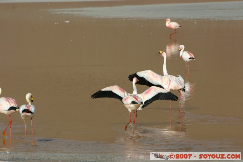 Laguna Colorada - Flamands Roses - Flamenco de James
Mots-clés: animals flamand rose