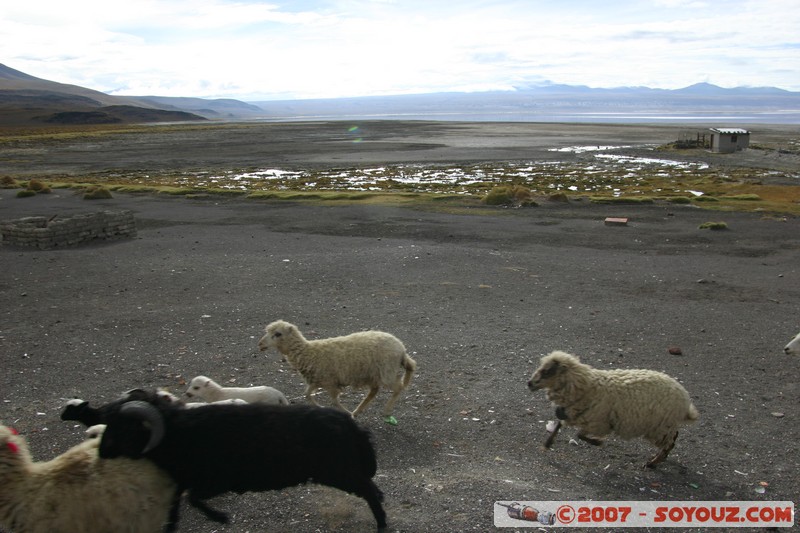 Refugio Laguna Colorada
Mots-clés: animals Mouton