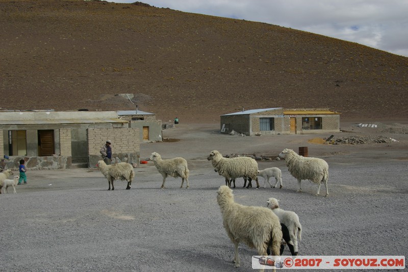 Refugio Laguna Colorada
Mots-clés: animals Mouton