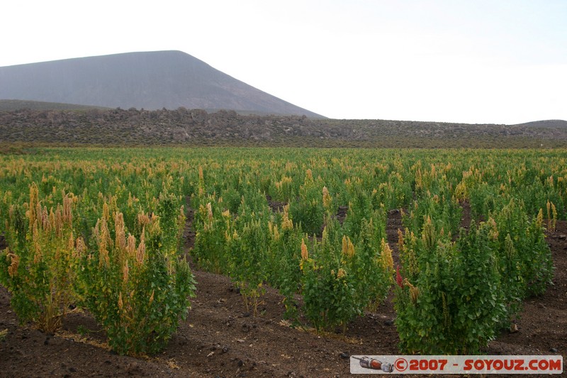 Quinoa
Mots-clés: plante quinoa