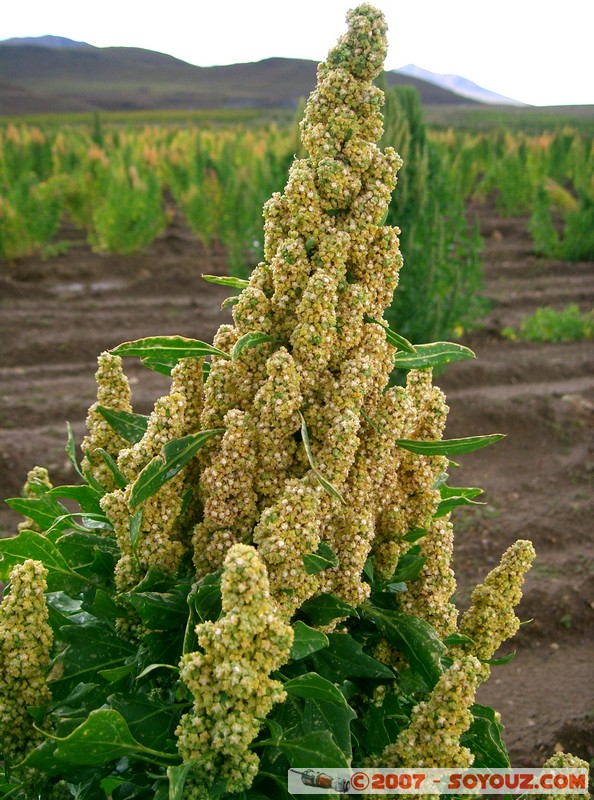 Chuvica - Quinoa
Mots-clés: plante quinoa