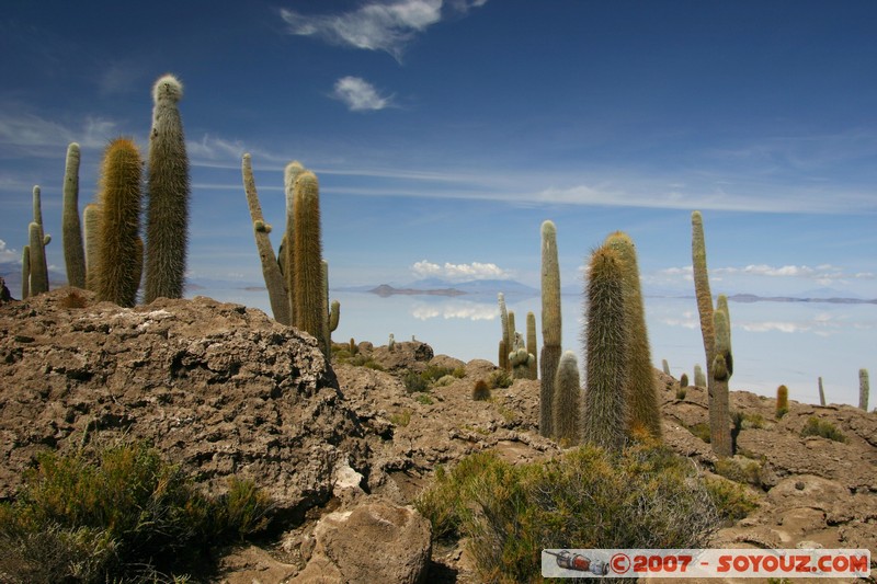 Isla Pescado (or Incahuasi) - Cardons (cactus)
