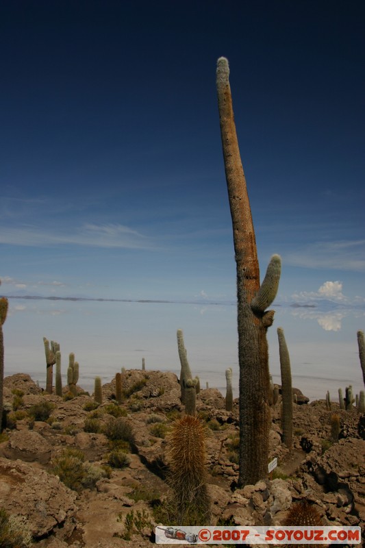 Isla Pescado (or Incahuasi) - Cardons (cactus)
Le plus vieux cardon de l'ile, d'une hauteur de 12m, il a environ 1200 ans.
