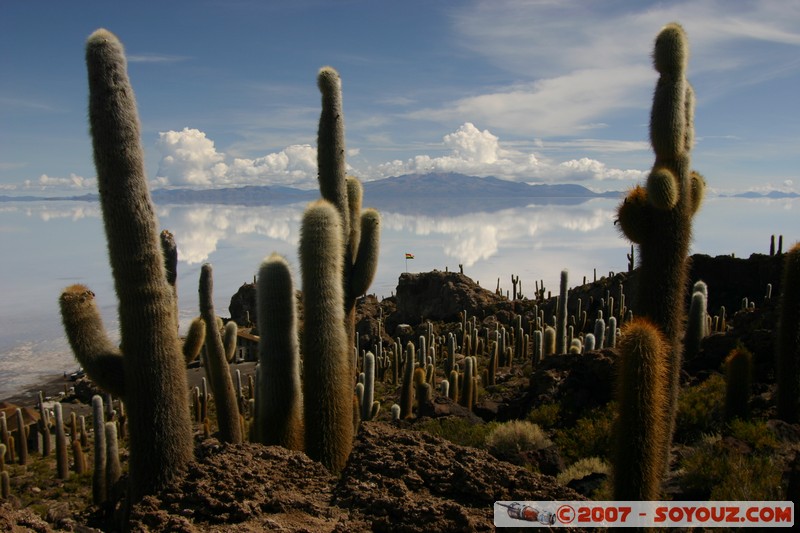 Isla Pescado (or Incahuasi) - Cardons (cactus)
