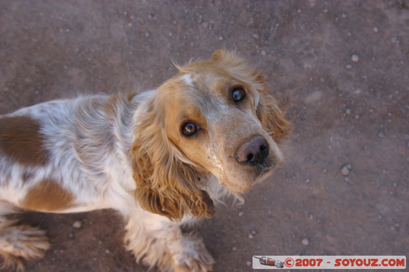 San Pedro de Atacama - Calle Caracoles
Mots-clés: animals chien