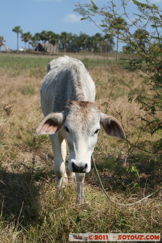 Valle de Vinales - Santa Lucia - Vaca
Mots-clés: CUB Cuba geo:lat=22.65455124 geo:lon=-83.99303555 geotagged Pinar del RÃ­o Sitio Abajo animals vaches