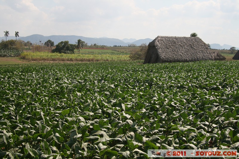 Valle de Vinales - San Cayetane - Campo de tabaco
Mots-clés: CUB Cuba geo:lat=22.72608194 geo:lon=-83.79546376 geotagged Pinar del RÃ­o Pozo plante