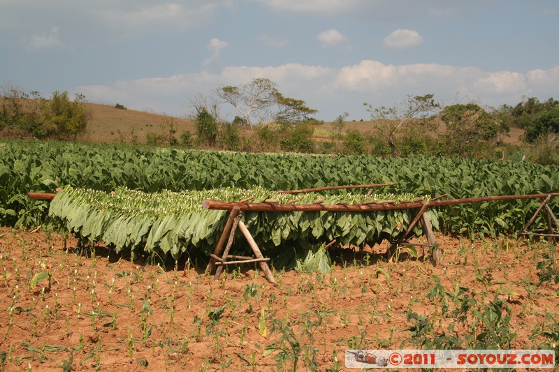 Valle de Vinales - San Cayetane - Campo de tabaco
Mots-clés: CUB Cuba geo:lat=22.73063855 geo:lon=-83.76904588 geotagged Pinar del RÃ­o Pozo plante