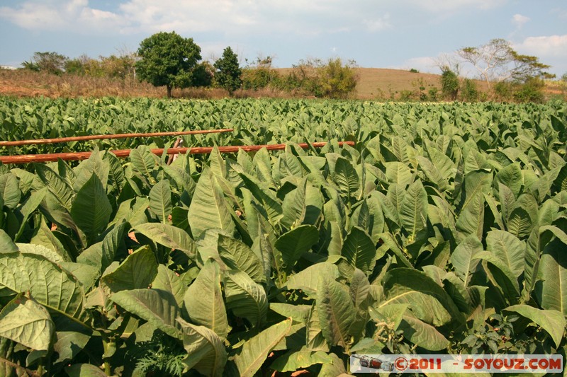 Valle de Vinales - San Cayetane - Campo de tabaco
Mots-clés: CUB Cuba geo:lat=22.73063828 geo:lon=-83.76904621 geotagged Pozo plante