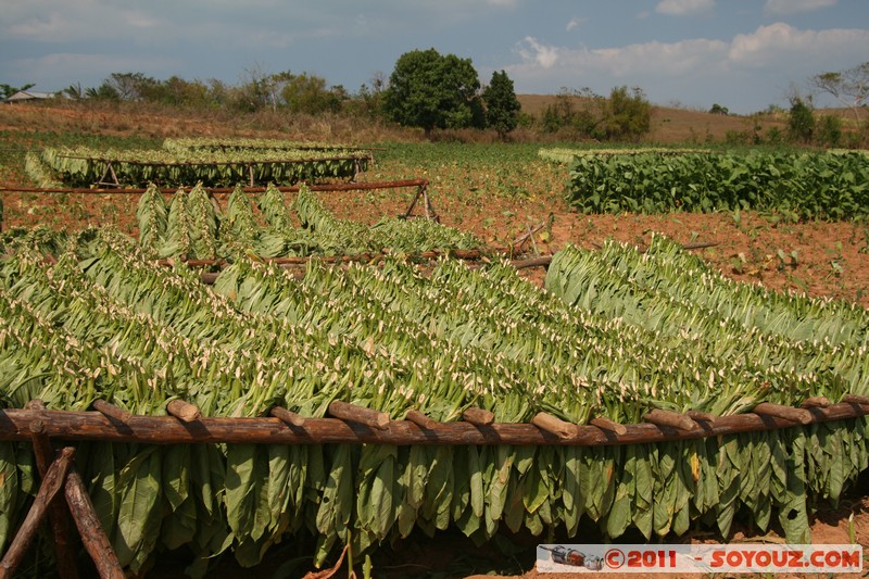 Valle de Vinales - San Cayetane - Campo de tabaco
Mots-clés: CUB Cuba geo:lat=22.73063890 geo:lon=-83.76904785 geotagged Pinar del RÃ­o Pozo plante