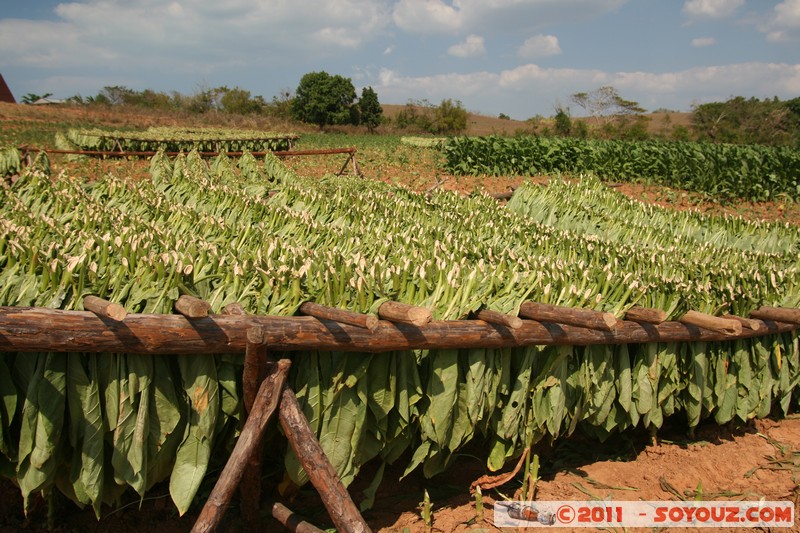 Valle de Vinales - San Cayetane - Campo de tabaco
Mots-clés: CUB Cuba geo:lat=22.73063891 geo:lon=-83.76904822 geotagged Pinar del RÃ­o Pozo plante