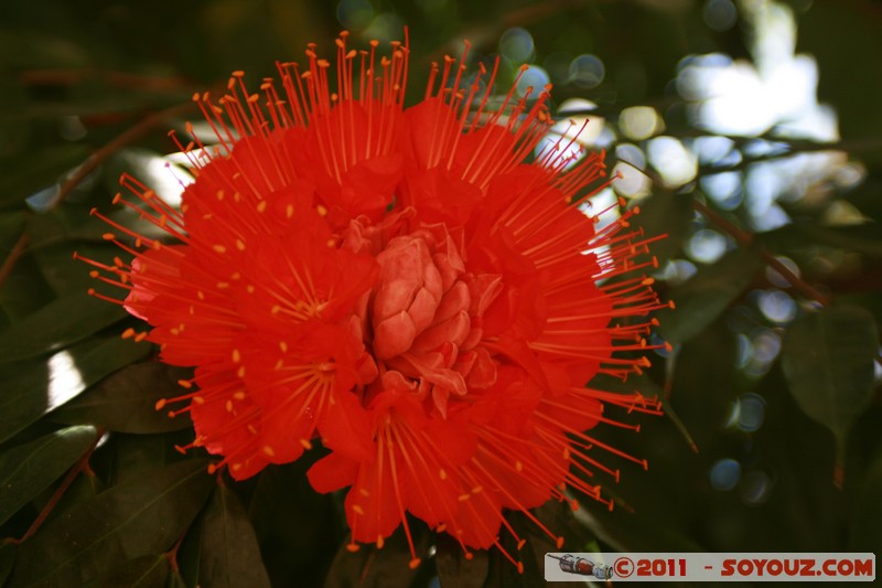 Cienfuegos - Jardin Botanico Soledad
Mots-clés: Cienfuegos CUB Cuba Dolores geo:lat=22.12560561 geo:lon=-80.32234815 geotagged Parc Jardin botanique Arbres plante fleur