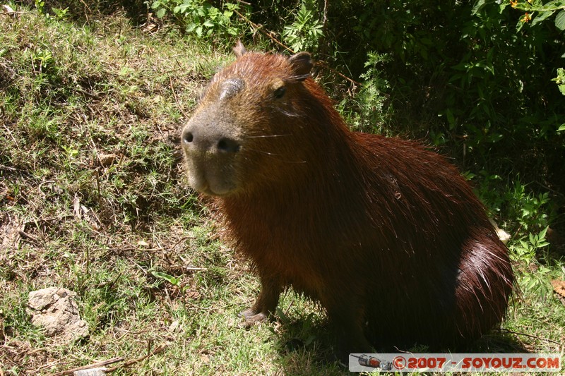 Capybara
Mots-clés: animals