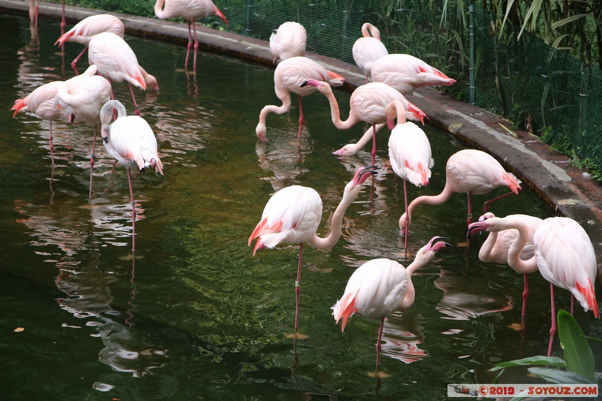 Hong Kong - Kowloon Park - Pink Flamingo
Mots-clés: geo:lat=22.30021833 geo:lon=114.16925833 geotagged HKG Hong Kong Kowloon City Tsim Sha Tsui Kowloon Yau Tsim Mong Kowloon Park Parc animals oiseau flamand rose