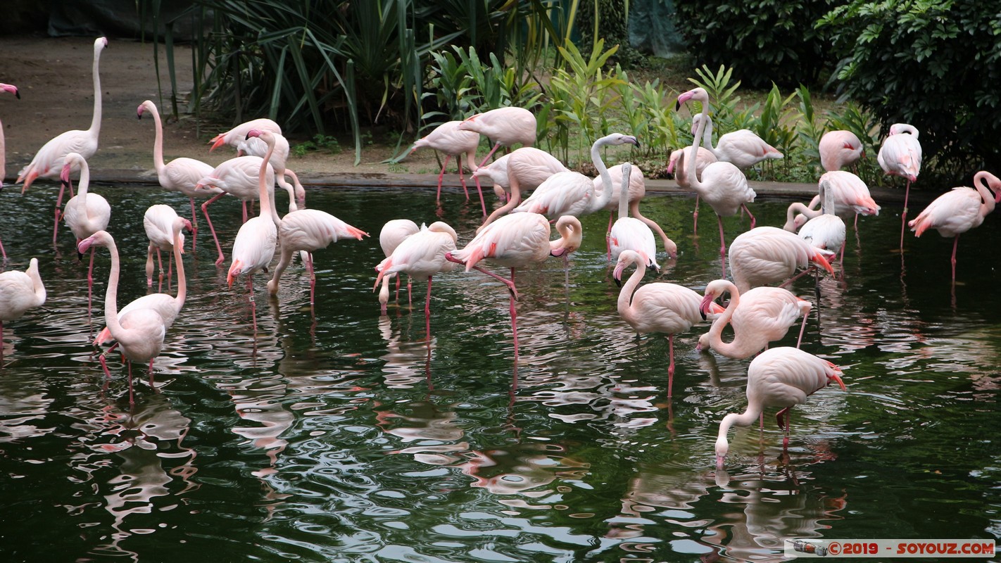 Hong Kong - Kowloon Park - Pink Flamingo
Mots-clés: geo:lat=22.30018967 geo:lon=114.16920100 geotagged HKG Hong Kong Kowloon City Tsim Sha Tsui Kowloon Yau Tsim Mong Kowloon Park Parc animals oiseau flamand rose