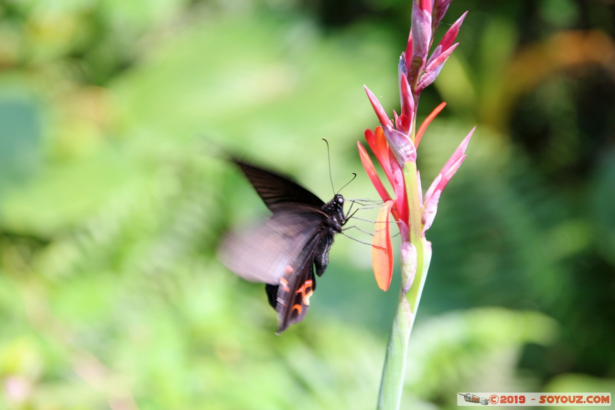 Wanli - Yehliu Geopark - Butterfly
Mots-clés: geo:lat=25.21302469 geo:lon=121.69803915 geotagged Taipeh Taiwan TWN Yeliu New Taipei Wanli District Yehliu Geopark Insecte papillon