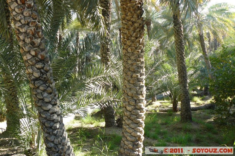 Al Ain Oasis
Mots-clés: geo:lat=24.21741385 geo:lon=55.77308061 mirats Arabes Unis UAE United Arab Emirates Parc Palmier Arbres Al-Ain Oasis