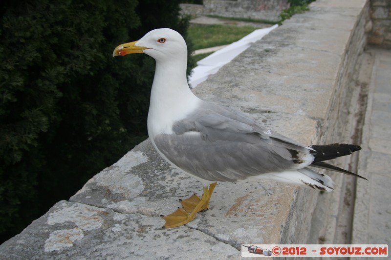 Rovinj - Seagull
Mots-clés: Croatie geo:lat=45.08325703 geo:lon=13.63041441 geotagged HRV Istarska Rovinj Mouette oiseau animals