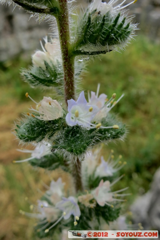 Salona - Flowers
Mots-clés: Croatie geo:lat=43.53613635 geo:lon=16.48052369 geotagged HRV Splitsko-Dalmatinska fleur
