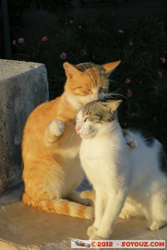 Dubrovnik - Cuddling cats
Mots-clés: Croatie DubrovaÄ�ko-Neretvanska Dubrovnik geo:lat=42.64182237 geo:lon=18.10653740 geotagged HRV Pile animals chat