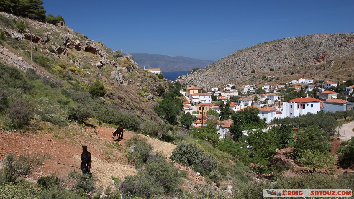 Hydra - Walk to Prophet Elias Monastery - View on the city
Mots-clés: Ermioni GRC Grèce dra Saronic Islands Hydra animals cheval