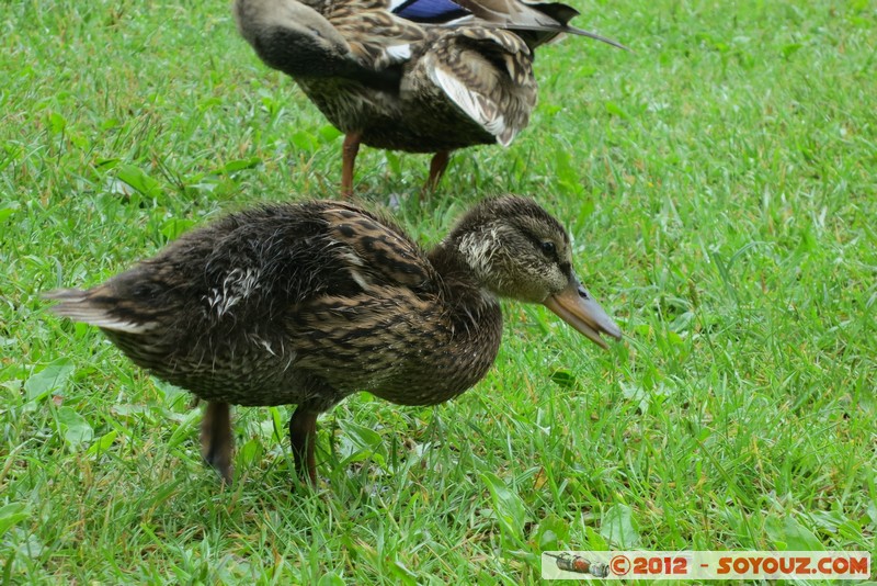 Bled - Ducks
Mots-clés: Bled geo:lat=46.36253036 geo:lon=14.08130389 geotagged Krnica SlovÃ¨nie SVN Slovenie animals oiseau canard