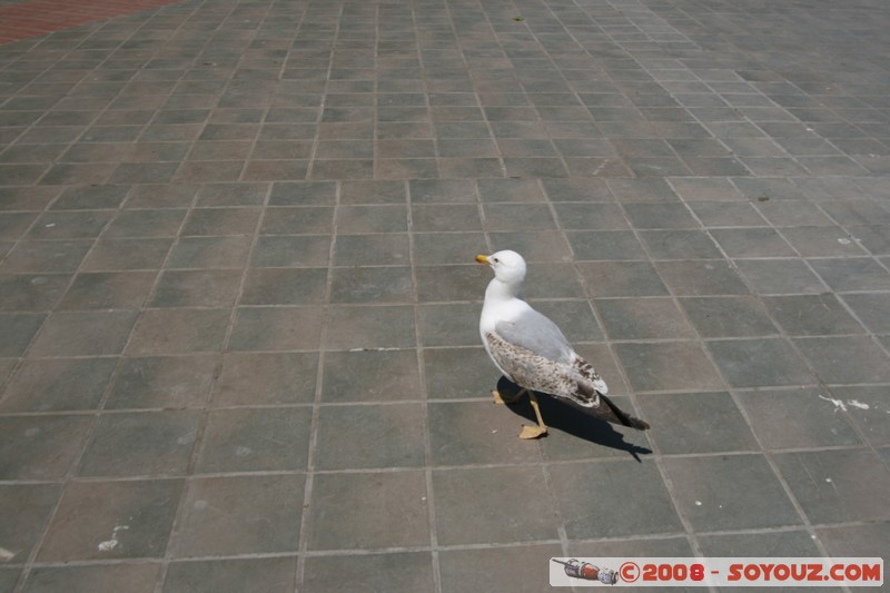 Varna - Goeland
Mots-clés: animals oiseau Goeland
