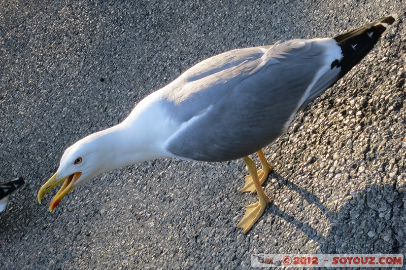 Nice - Colline du Chateau - Mouette
Mots-clés: animals oiseau Mouette