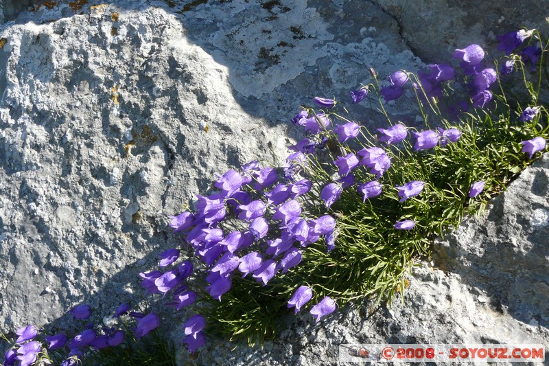 Mont Chiran - Fleurs
Mots-clés: fleur
