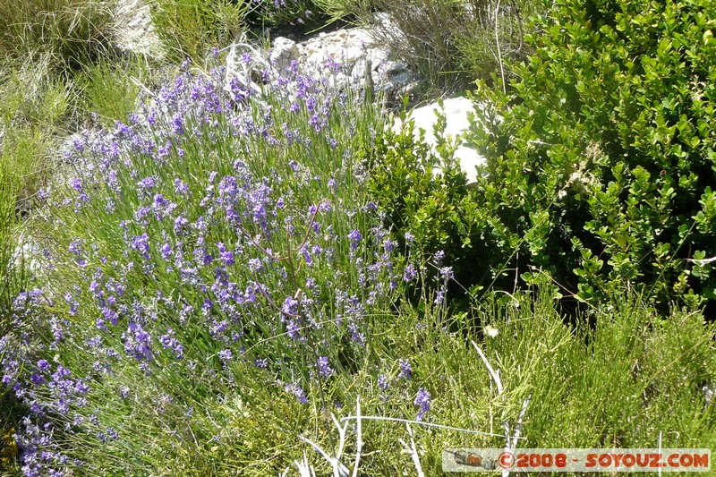 Mont Chiran - Fleur
Mots-clés: fleur