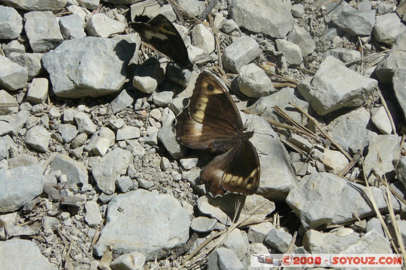 Mont Chiran - Papillons
Mots-clés: animals Insecte papillon