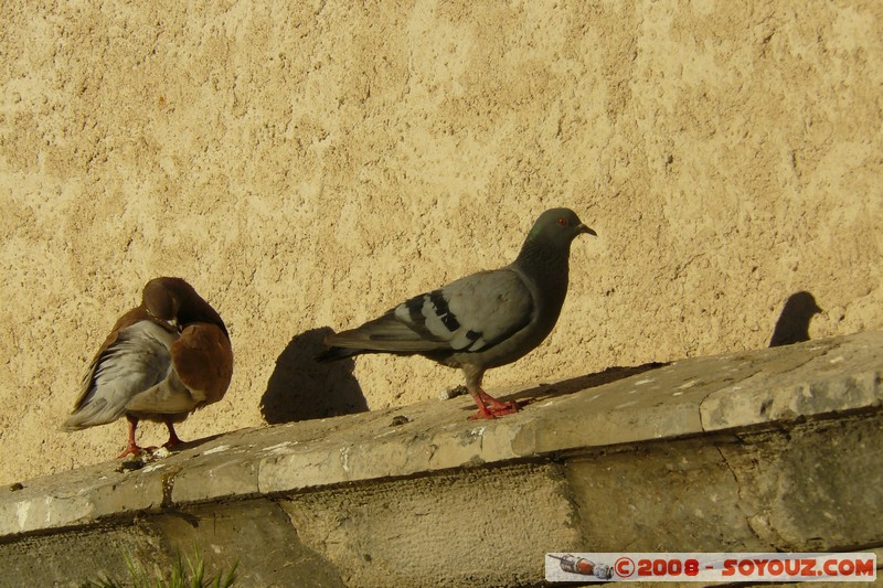Moustiers-Sainte-Marie - Pigeons
Mots-clés: sunset animals oiseau pigeon