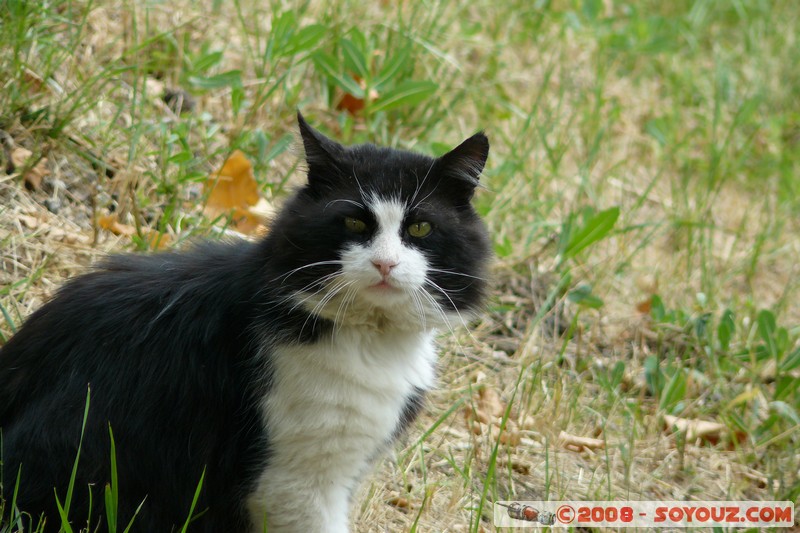 Castellane - Chat
Mots-clés: chat animals