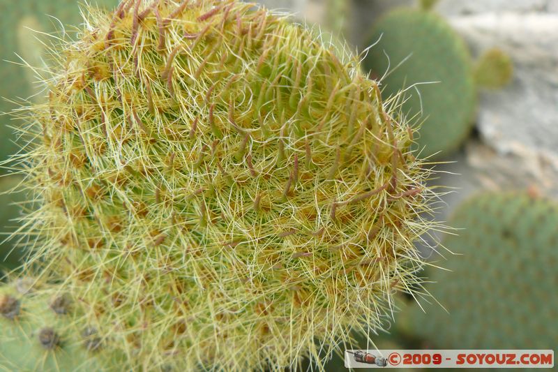 Regusse - Cactus
Mots-clés: plante cactus