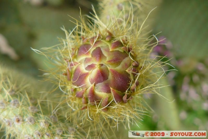 Regusse - Cactus
Mots-clés: plante cactus