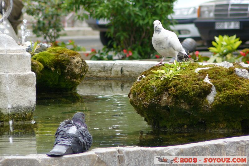 Aups - Pigeons
Mots-clés: animals oiseau pigeon