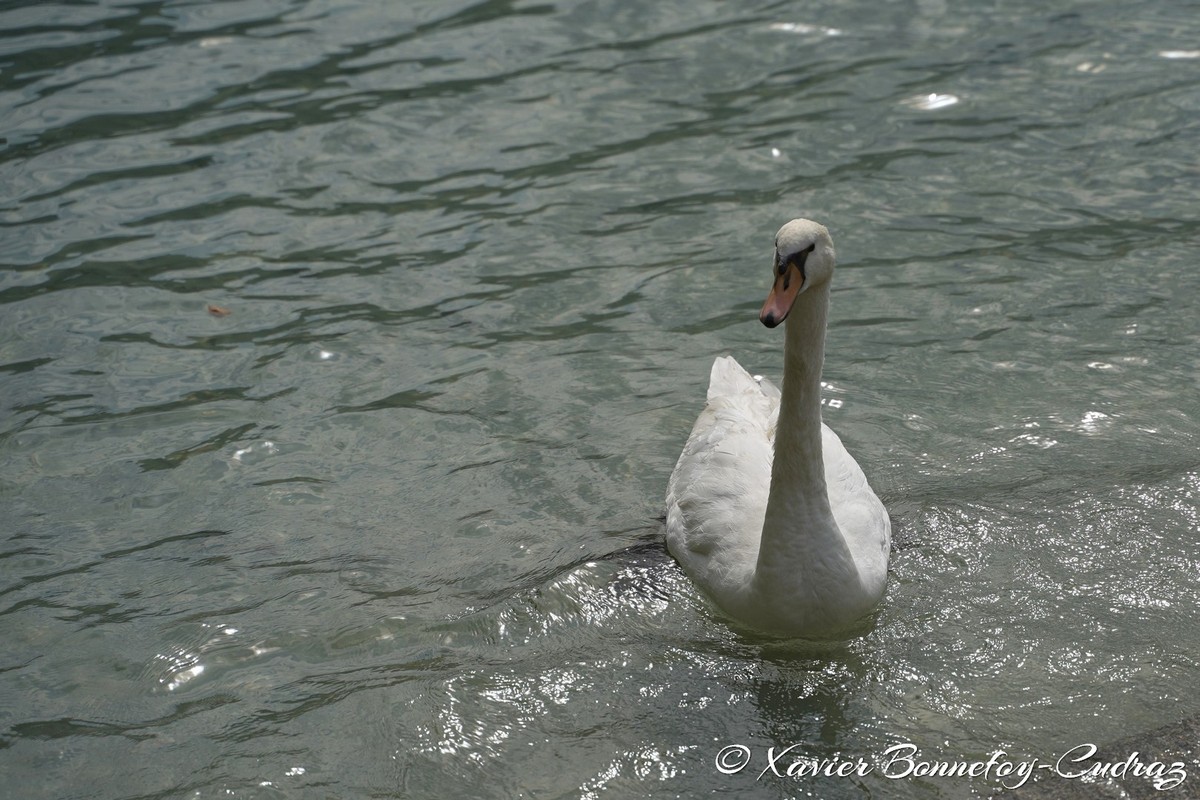 Lac d'Annecy - Cygne
Mots-clés: Annecy FRA France geo:lat=45.90324258 geo:lon=6.13595852 geotagged Haute-Savoie Le Paquier animals oiseau Cygne