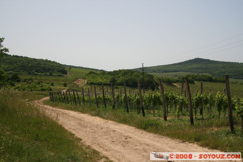 Tihany - vinyard
Mots-clés: vignes