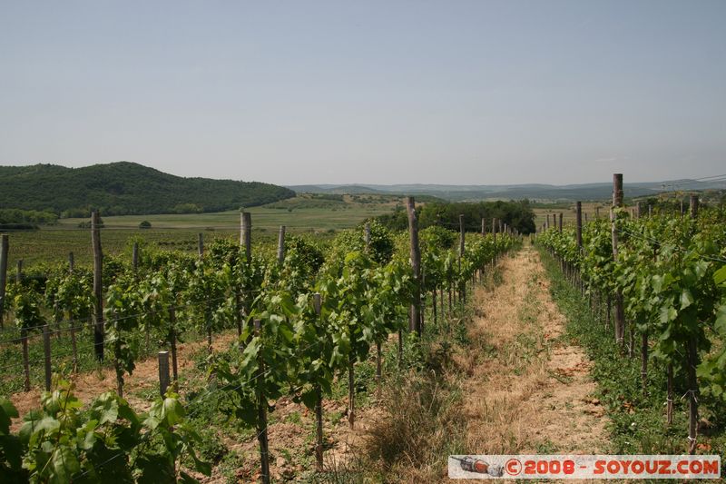 Tihany - vinyard
Mots-clés: vignes