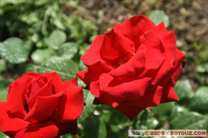 Tihany - Roses
Mots-clés: fleur Rose